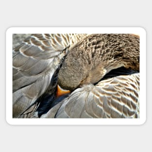 Snoozing Goose Sticker